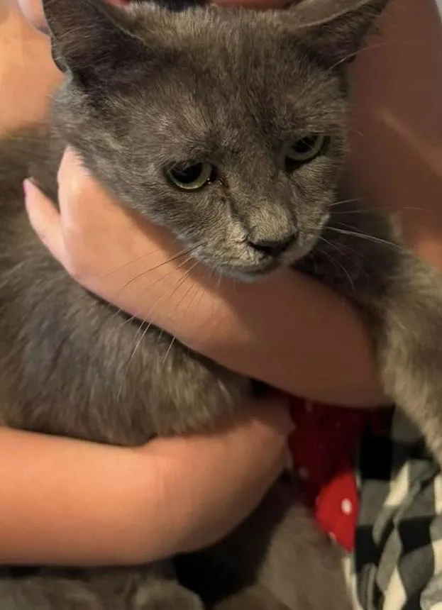 A young medium-sized female Gray & White Domestic Short Hair cat named Misty for adoption in North Haledon, NJ