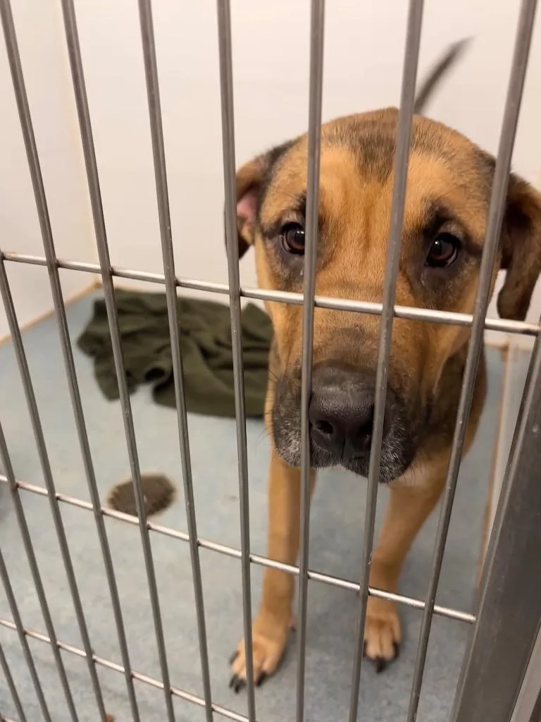 An adult large-sized female Pit Bull Terrier dog named Maya for adoption in Portland, IN