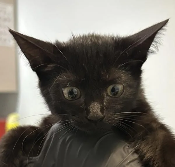 A baby small-sized female Domestic Short Hair cat named Nubia Rayne for adoption in Oceanside, CA