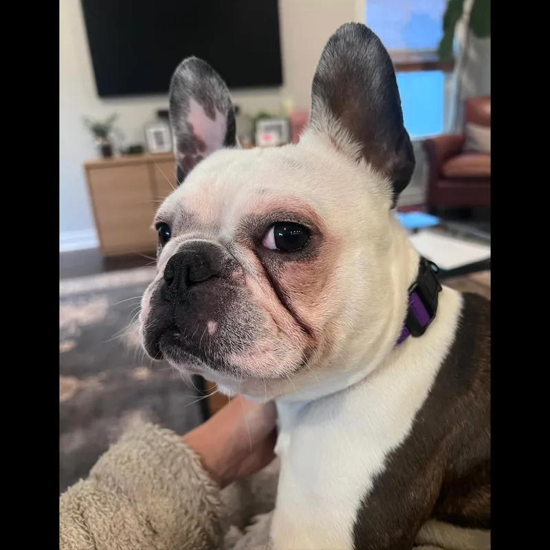 An adult small-sized female White / Cream French Bulldog dog named Gelly for adoption in Midlothian, VA