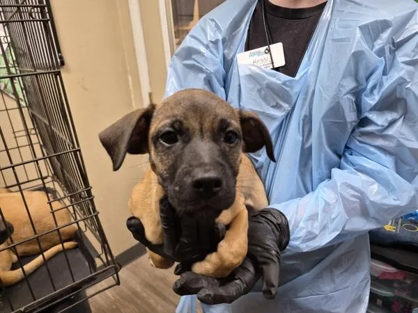 A baby large-sized male Boxer dog named Rick for adoption in Oceanside, CA