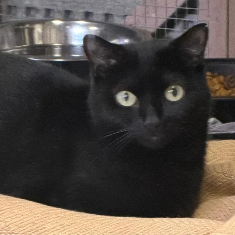 A young small-sized female Black Domestic Short Hair cat named Pepperoni for adoption in Pittsburgh, PA