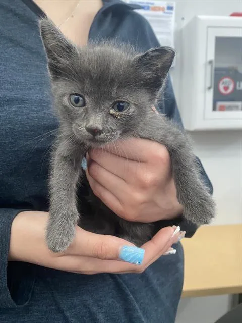 A baby medium-sized male Domestic Short Hair cat named Oakley for adoption in Dallas, TX