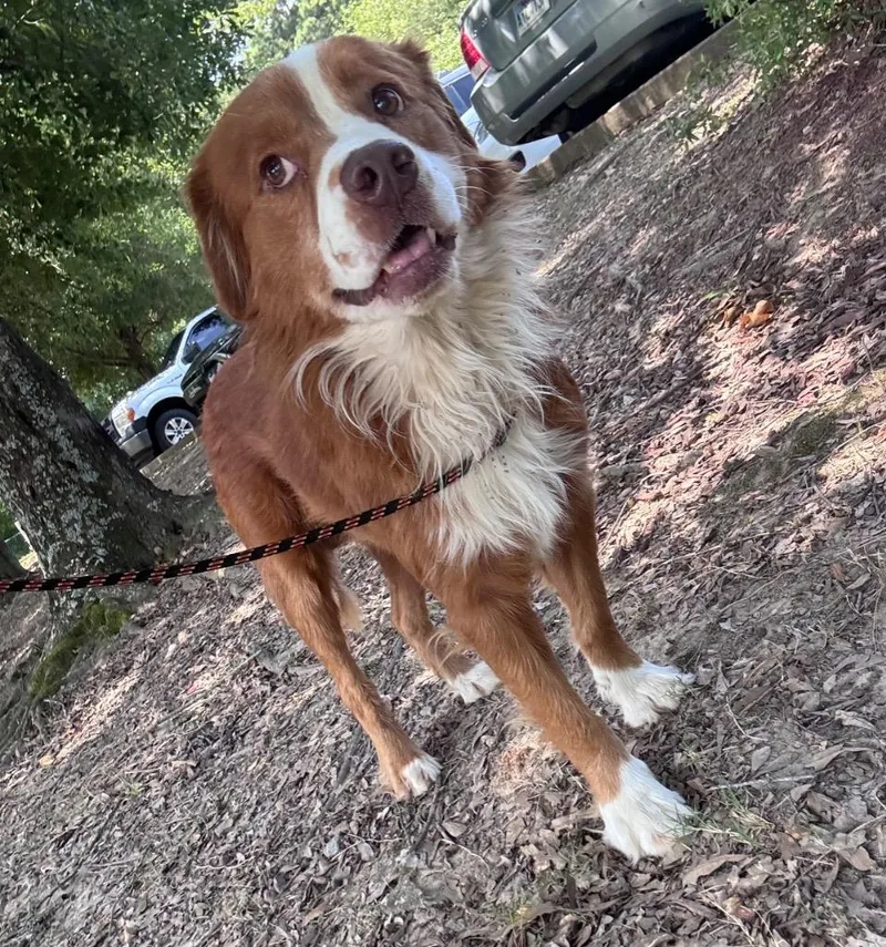 An adult large-sized male Australian Shepherd dog named Elio for adoption in Little Rock, AR