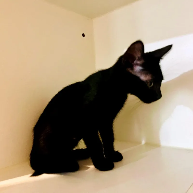 A baby small-sized female Black Domestic Short Hair cat named Blaster for adoption in Sarasota, FL