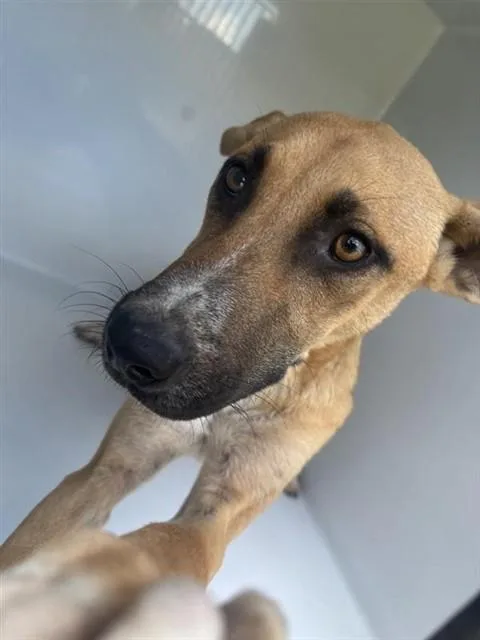 A young medium-sized male Black Mouth Cur dog named A for adoption in Houston, TX