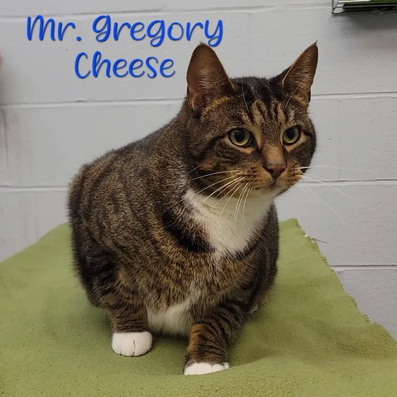 Mr. Gregory Cheese
