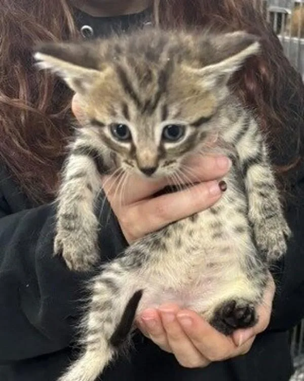 A baby small-sized male Domestic Short Hair cat named Charlie for adoption in Campbellsville, KY