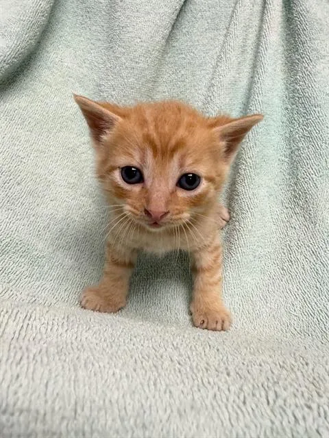 A baby small-sized male Domestic Short Hair cat named Ziggy for adoption in Rosenberg, TX