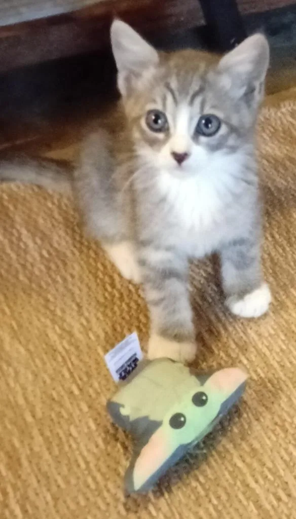 A baby small-sized male Domestic Short Hair cat named Jerry for adoption in San Jacinto, CA