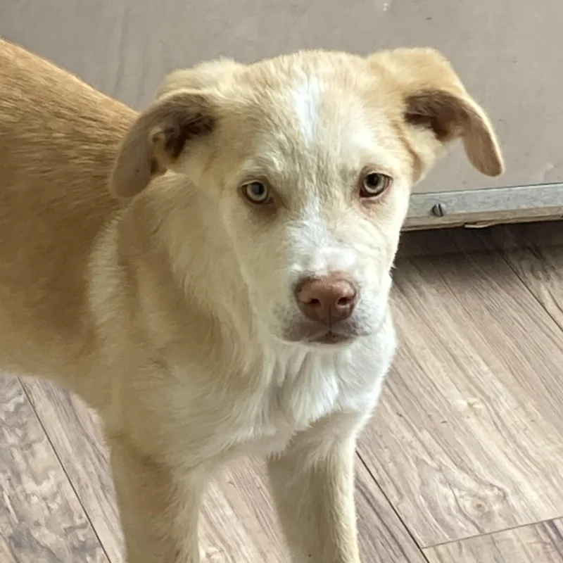 Mr Buttons thumbnail 2