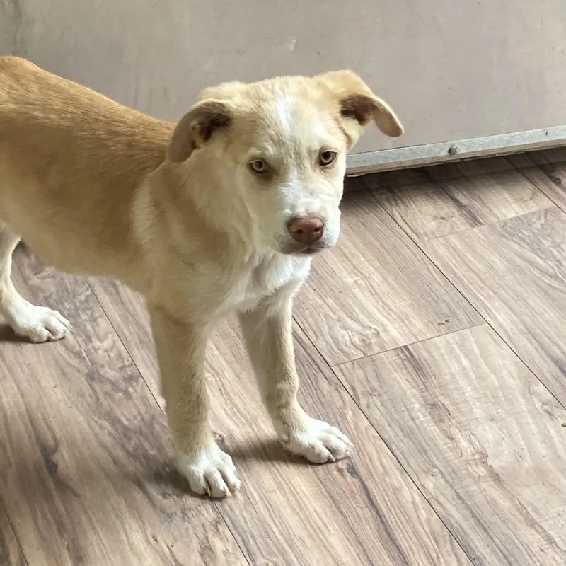 Mr Buttons thumbnail 3