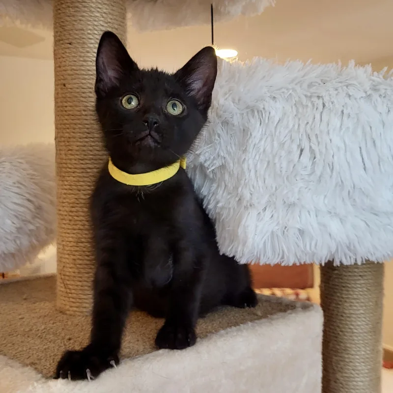 A baby small-sized male Black Domestic Short Hair cat named Souvenir for adoption in Richmond, VA