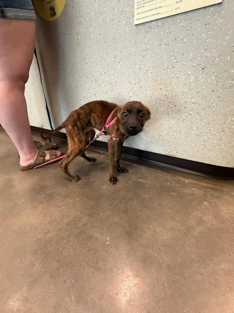 A baby small-sized female Chihuahua dog named Bonnie for adoption in Clarksville, TN
