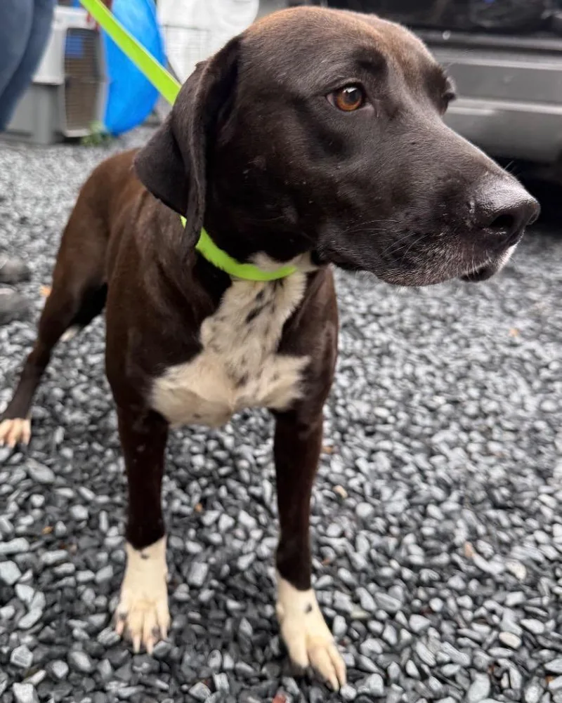 A young medium-sized female Mixed Breed dog named Ryker for adoption in Mount Gilead, NC