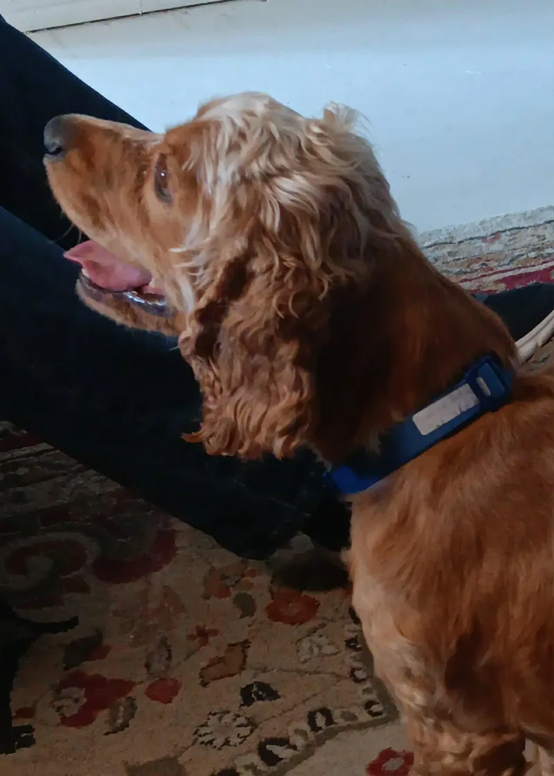 A young medium-sized male Brown / Chocolate Cocker Spaniel dog named Charlie for adoption in Garland, TX
