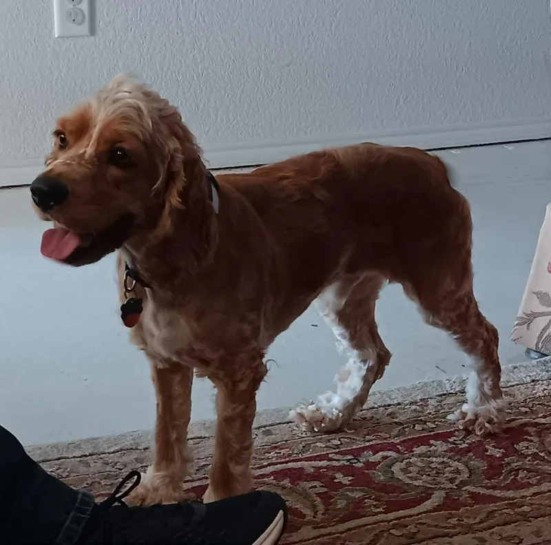Charlie thumbnail 5