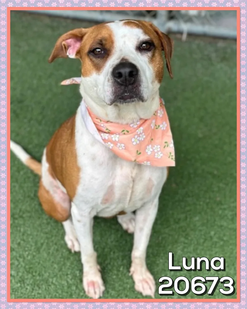 An adult medium-sized female Brown / Chocolate American Bulldog dog named Luna for adoption in Marietta, GA