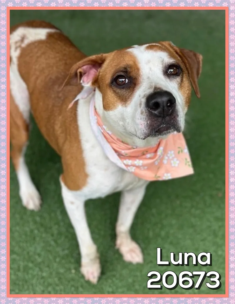 Luna thumbnail 2