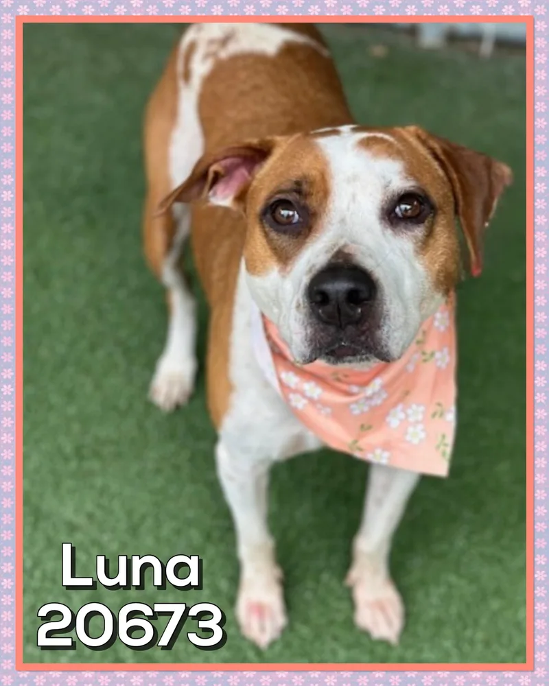 Luna thumbnail 3