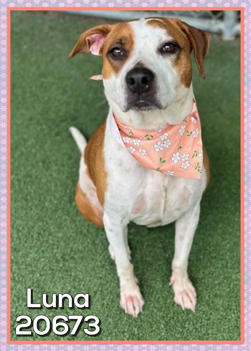 Luna thumbnail 4