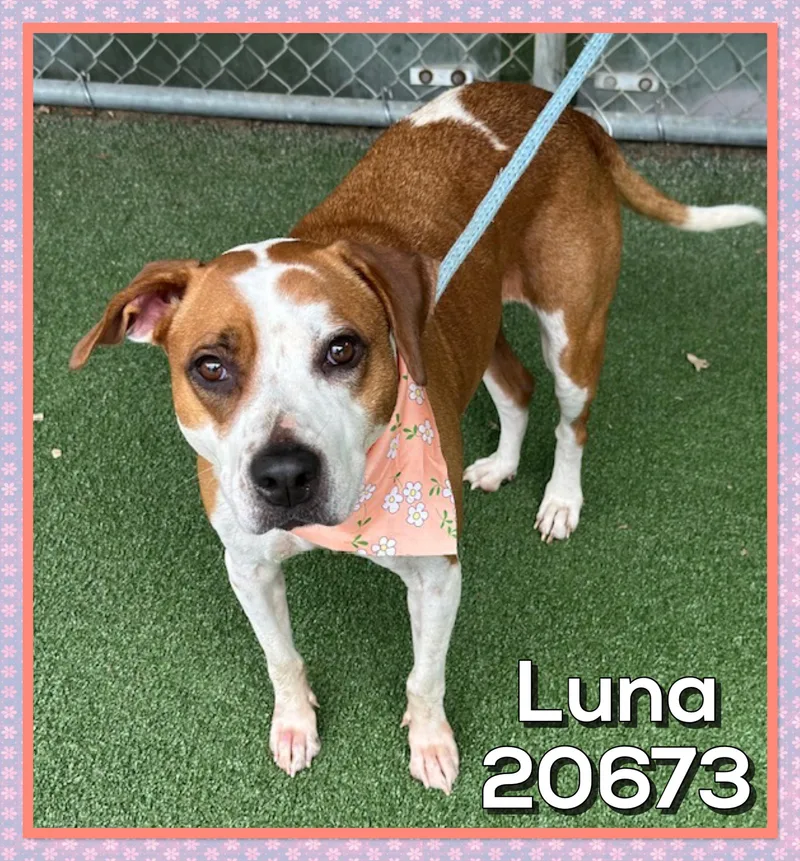 Luna thumbnail 5