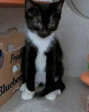 A baby small-sized male Domestic Short Hair cat named Pepper for adoption in Washington, DC