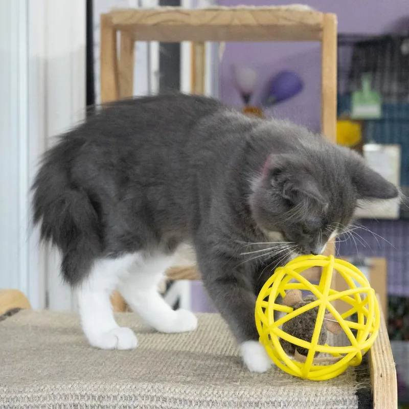 A baby small-sized female Gray / Blue / Silver Domestic Long Hair cat named Skedaddle for adoption in McKean, PA