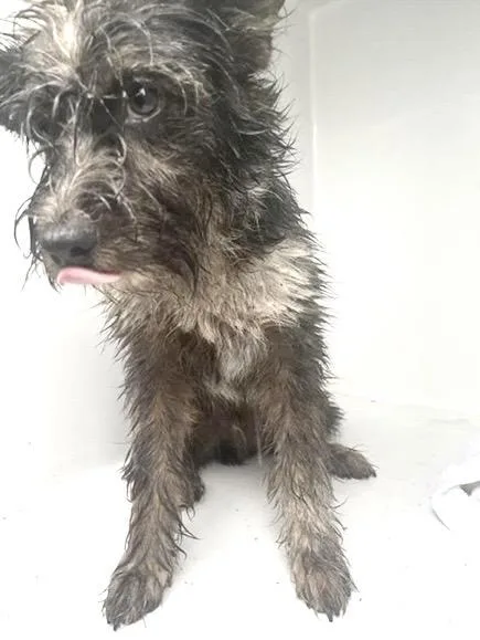 A young small-sized male Rat Terrier dog named A for adoption in Houston, TX