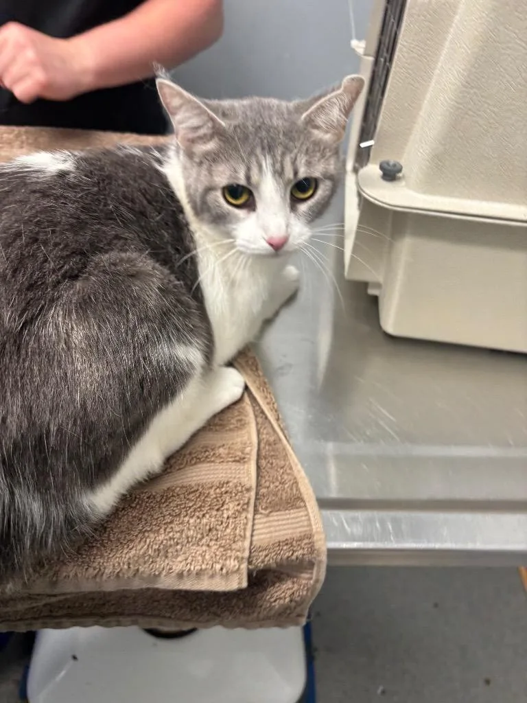 An adult medium-sized female Domestic Short Hair cat named Daisy Mae for adoption in Bloomington, IN