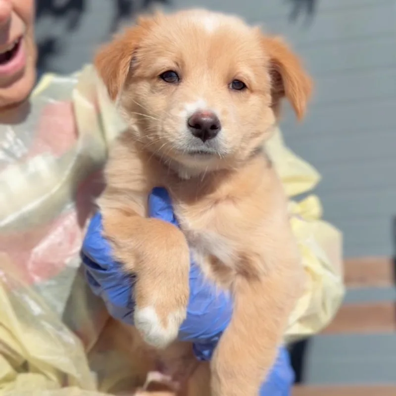 A baby small-sized male Yellow / Tan / Blond / Fawn Australian Shepherd dog named Fireball A for adoption in Mission Hills, CA
