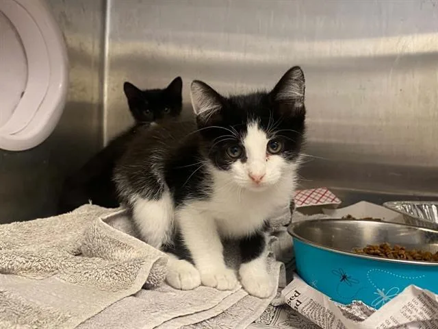 A baby small-sized male Domestic Short Hair cat named Yoyo for adoption in Tustin, CA
