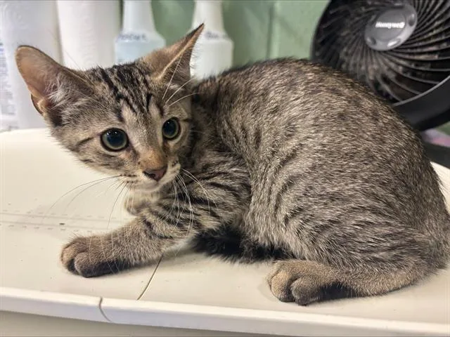 A baby small-sized male Domestic Short Hair cat named Goose for adoption in Grand Prairie, TX
