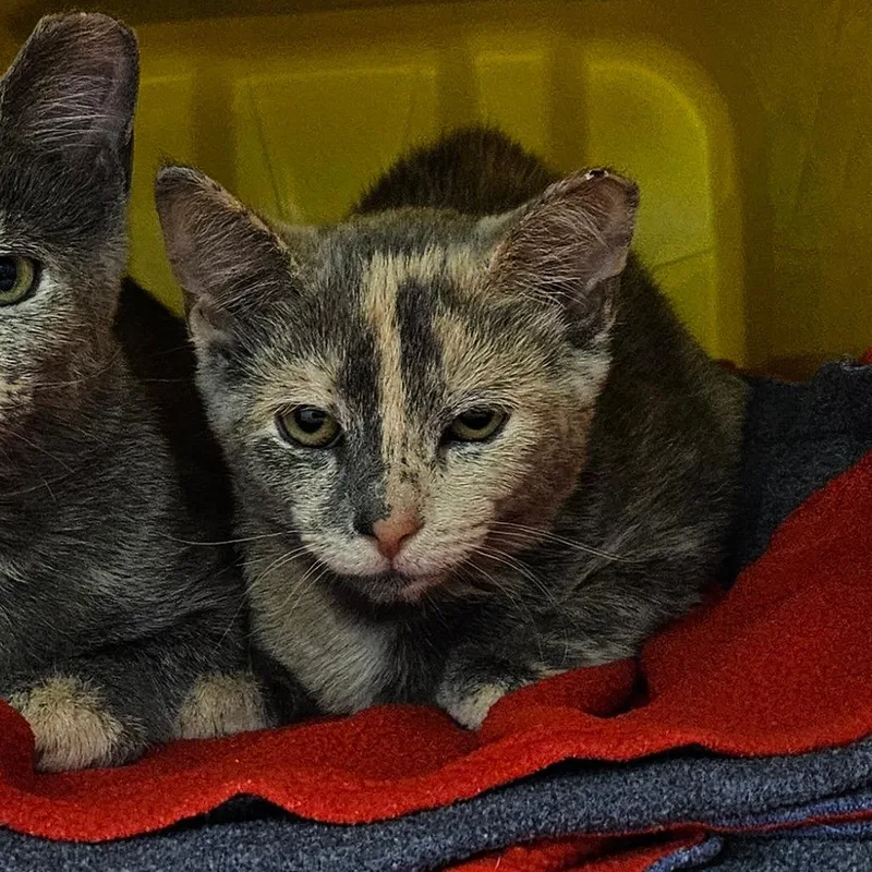 A baby small-sized female Domestic Short Hair cat named Kiska for adoption in Oneonta, NY