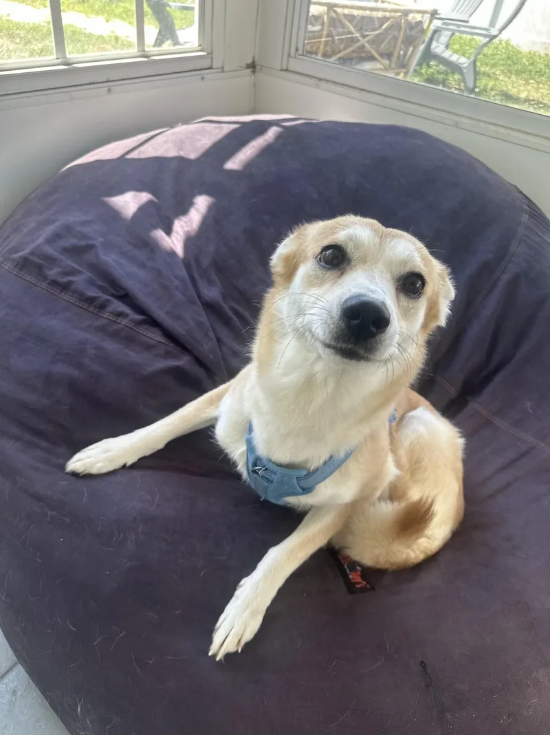 An adult medium-sized female Shiba Inu dog named Yugi for adoption in tampa, FL
