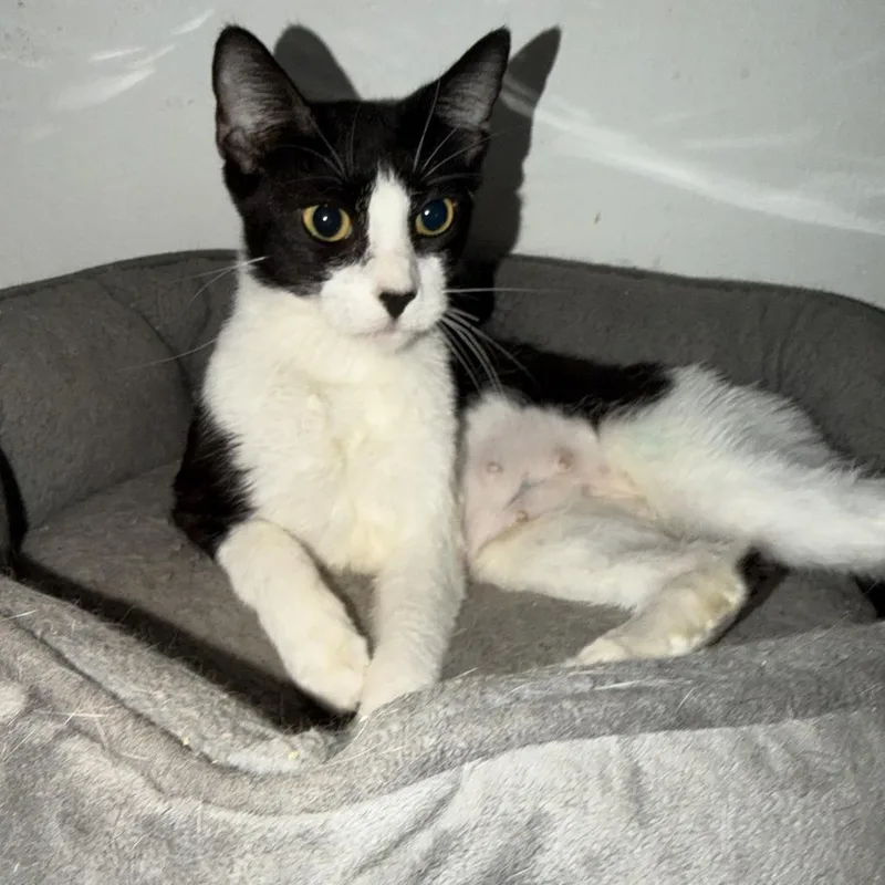 A young medium-sized female White Domestic Short Hair cat named Molly for adoption in Boston, MA