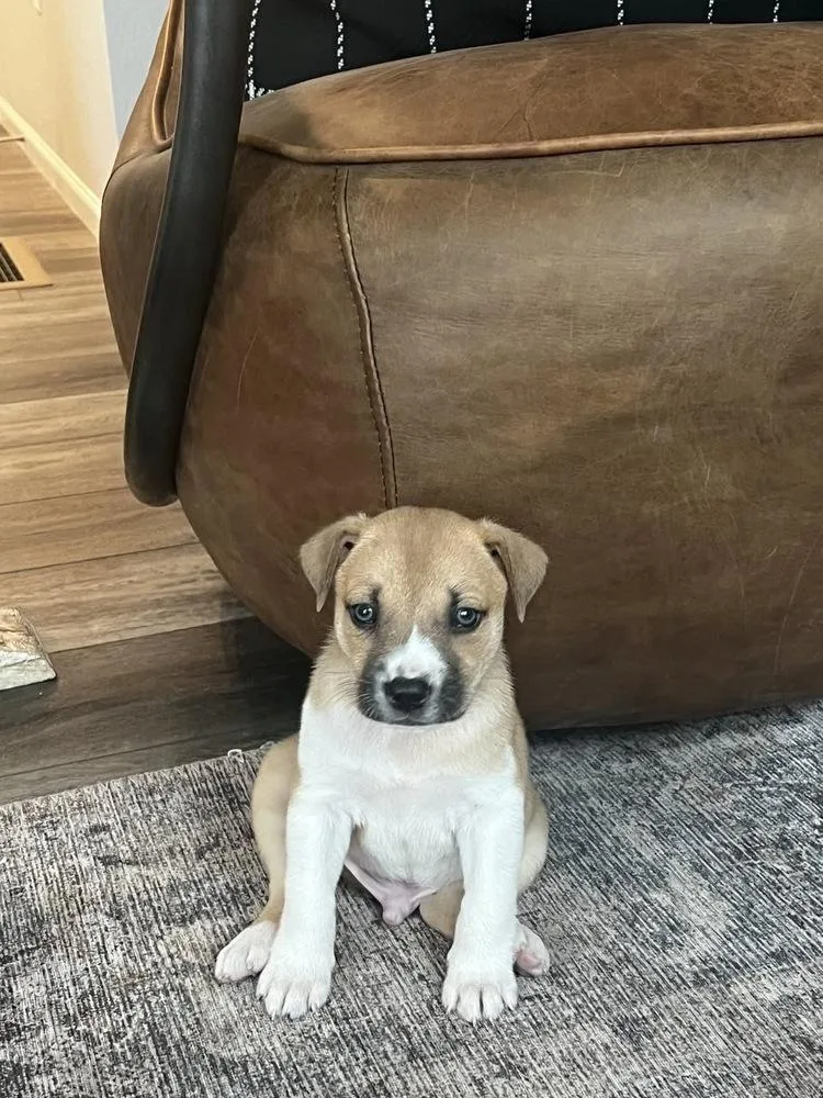 A baby small-sized male White / Cream Terrier dog named Buford for adoption in Colorado Springs, CO