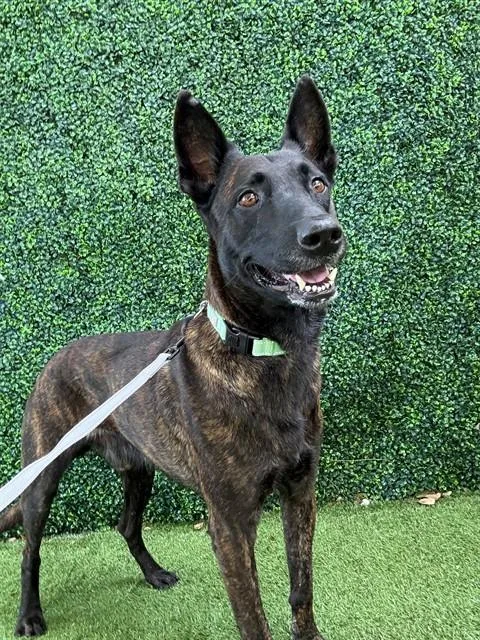 An adult large-sized male Belgian Shepherd / Malinois dog named Rocket for adoption in Naples, FL