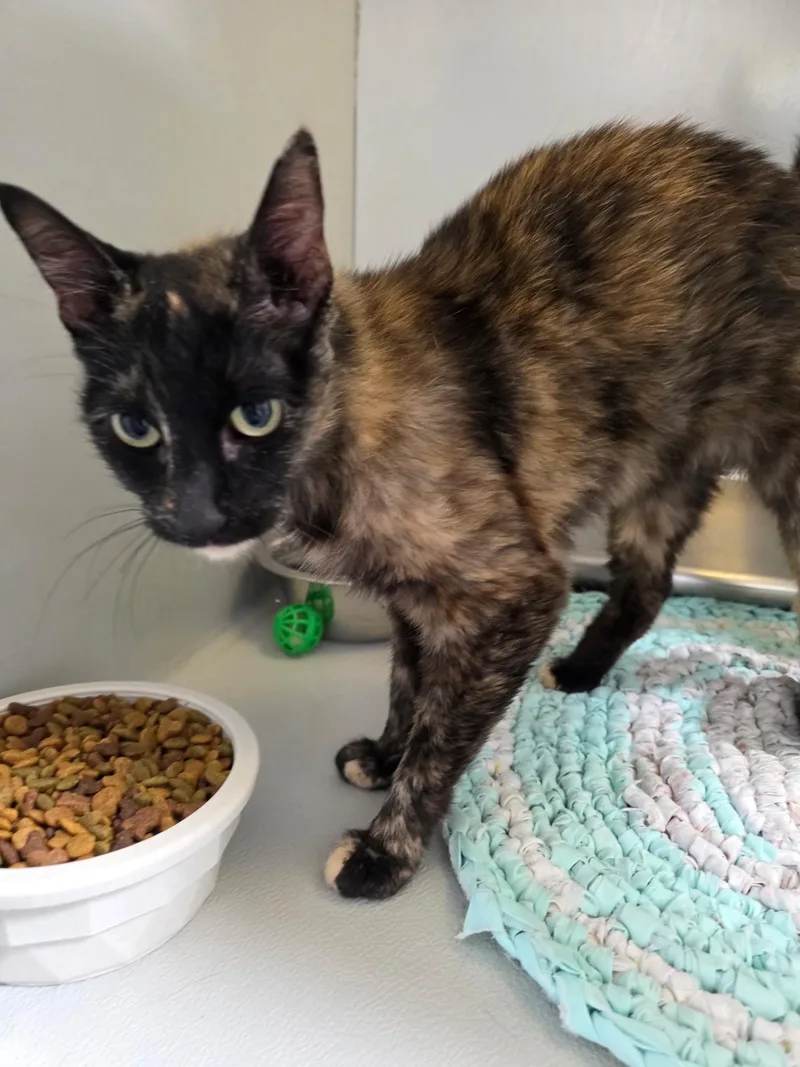 An adult medium-sized female Calico cat named 61569100 for adoption in Elko, NV