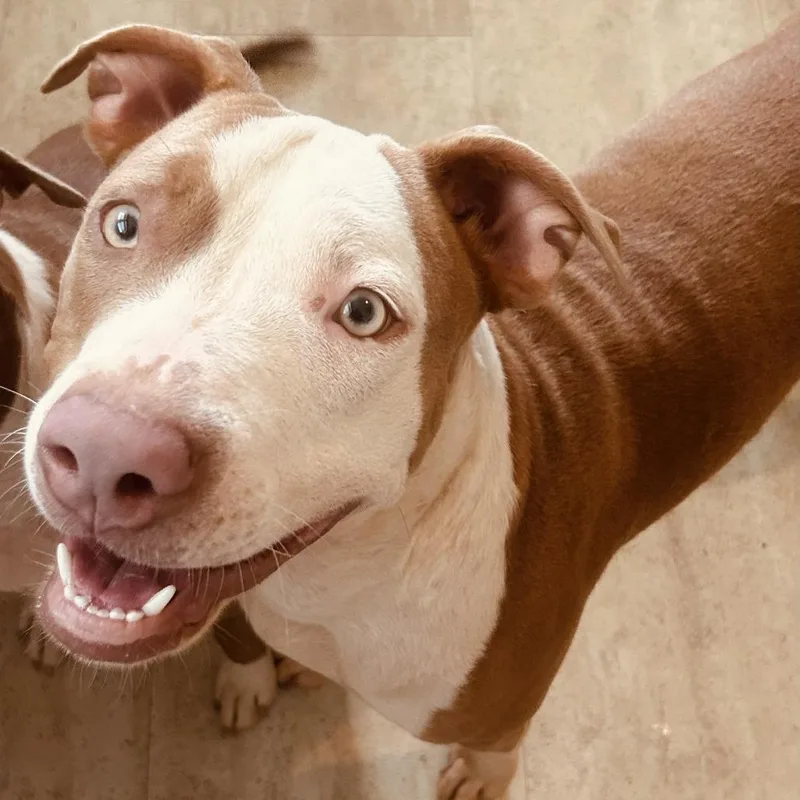 A young small-sized female Red / Chestnut / Orange Pit Bull Terrier dog named Maggie for adoption in Lynchburg, VA