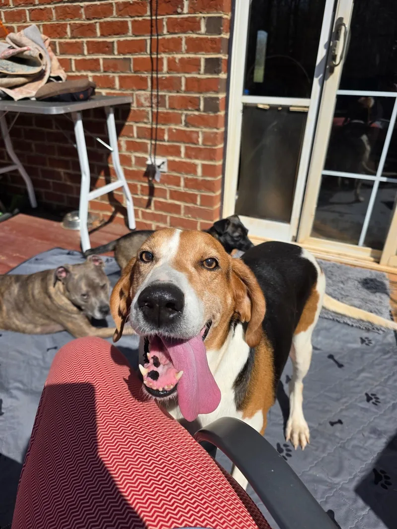An adult large-sized female Hound dog named Dutchees for adoption in Thomasville, NC