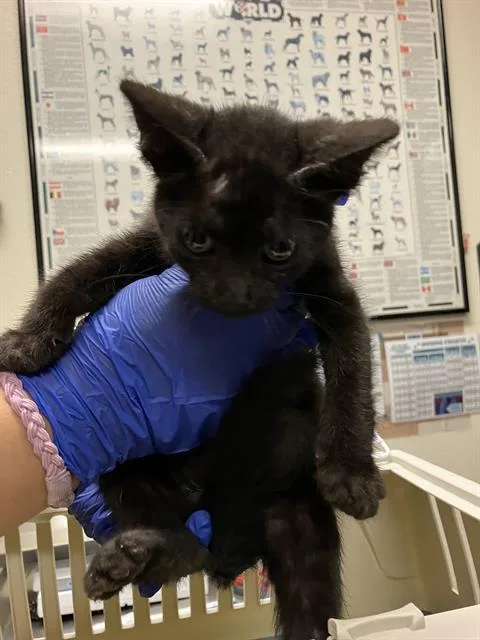 A baby small-sized female Domestic Short Hair cat named Ingrid for adoption in Long Beach, CA