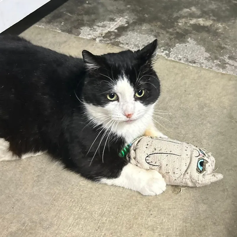 A senior large-sized male Black & White / Tuxedo Domestic Short Hair cat named Alfalfa for adoption in Grand Rapids, MI