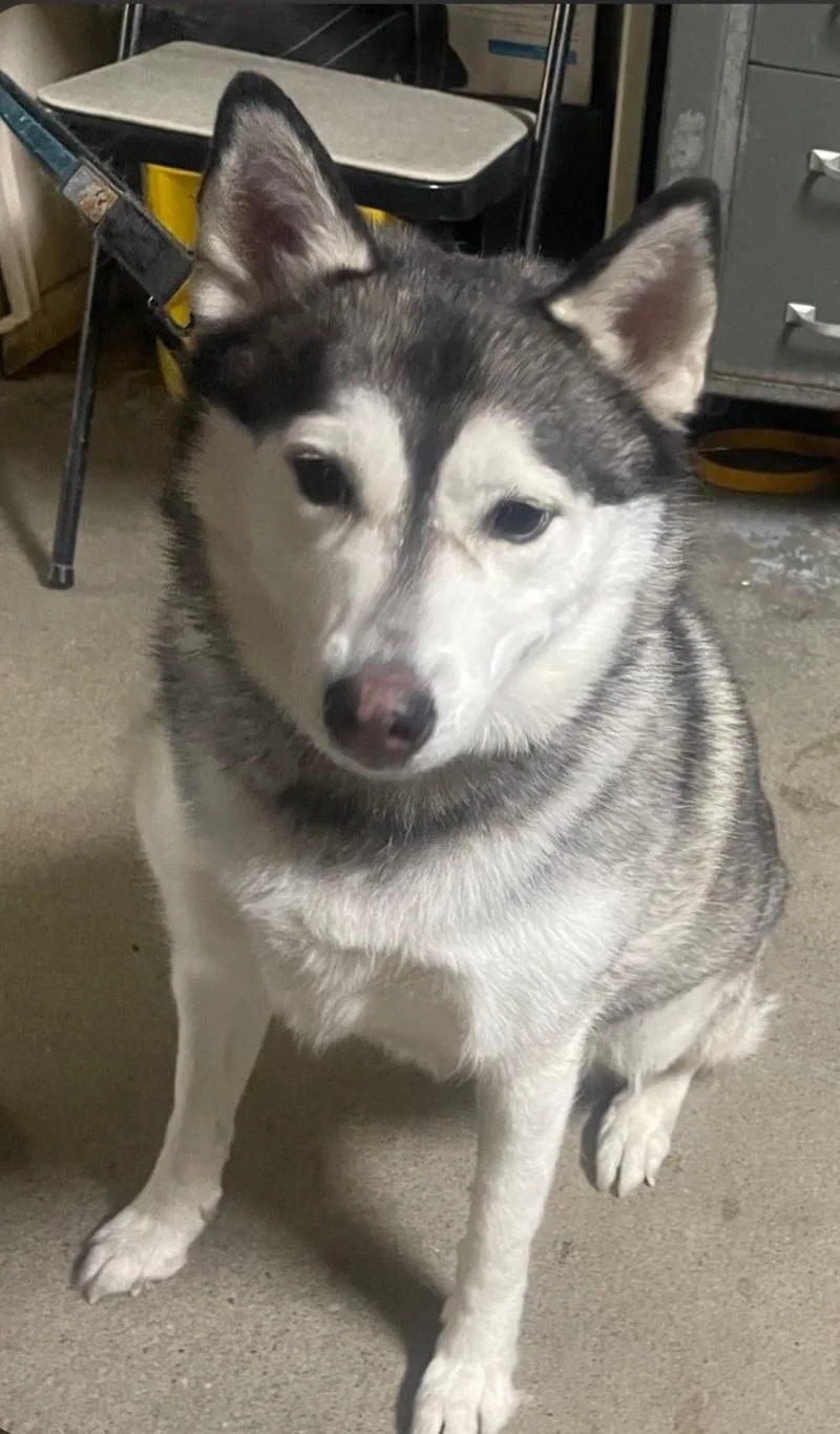 An adult medium-sized female Husky dog named Oreo for adoption in Billings, MT