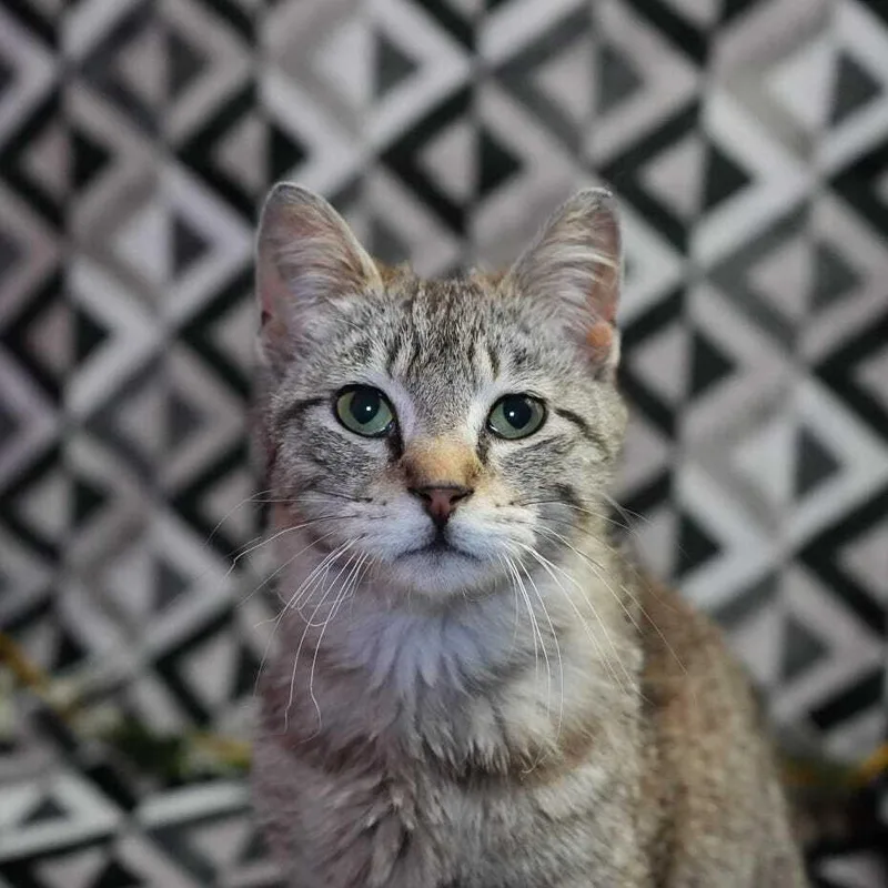 A young small-sized male Domestic Short Hair cat named Mirno for adoption in Wheaton, IL