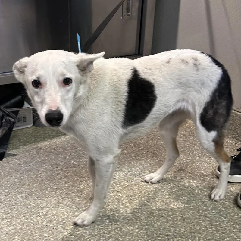 An adult medium-sized female White / Cream Border Collie dog named Lottie for adoption in San Gabriel, CA