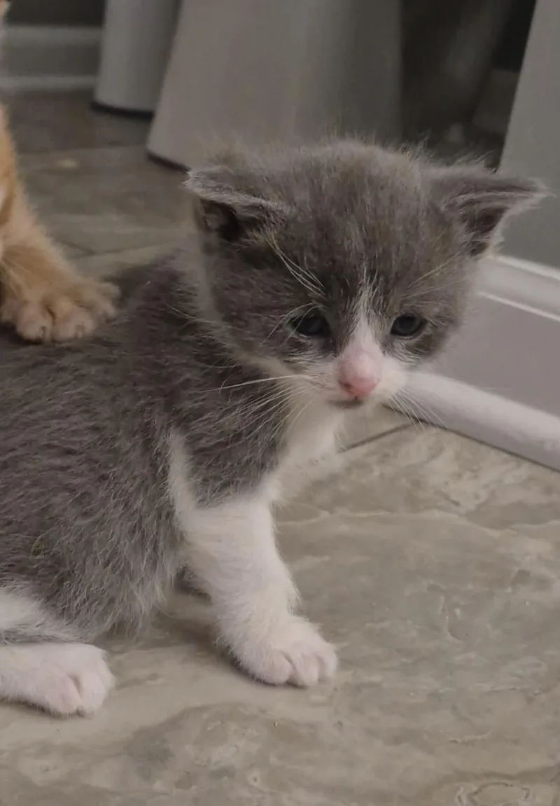 A baby small-sized male Domestic Medium Hair cat named Quokka for adoption in Lockport, IL