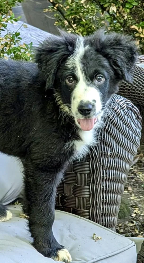 Chloe