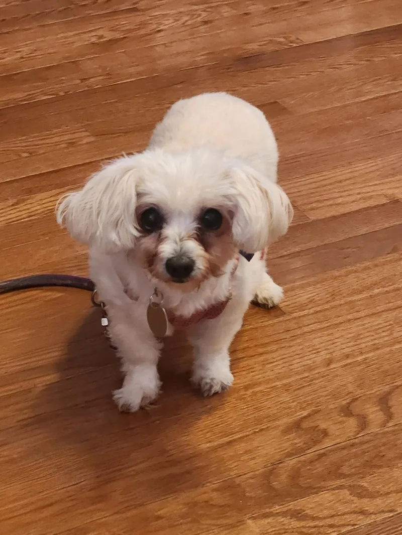 Snowball thumbnail 2