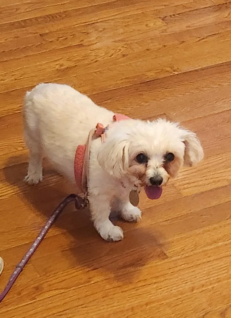 Snowball thumbnail 3